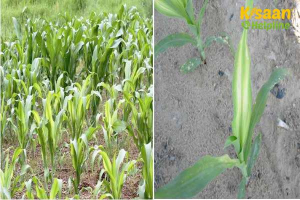 फसलों में - जिंक पोषण की कमी से उत्पादन में कमी फसलों में - जिंक पोषण की कमी से उत्पादन में कमी